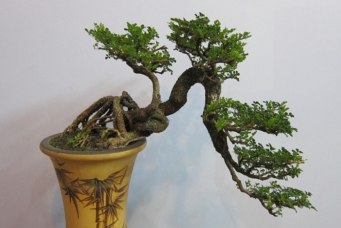 cây cần thăng bonsai