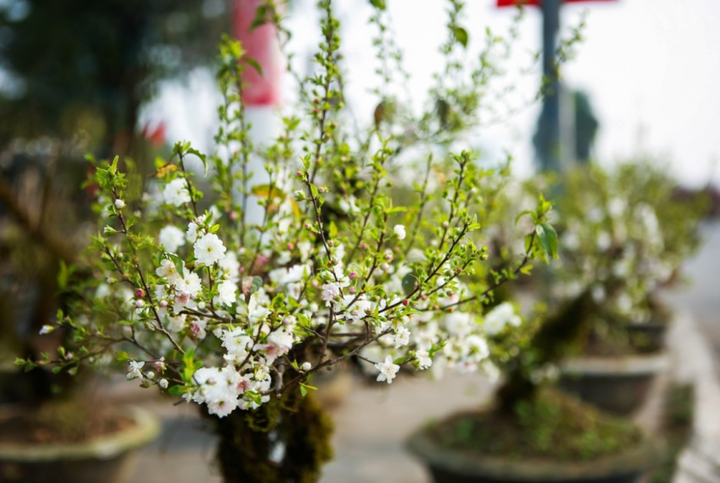 Khám phá về nhất chi mai bonsai – “vua của các loài hoa”