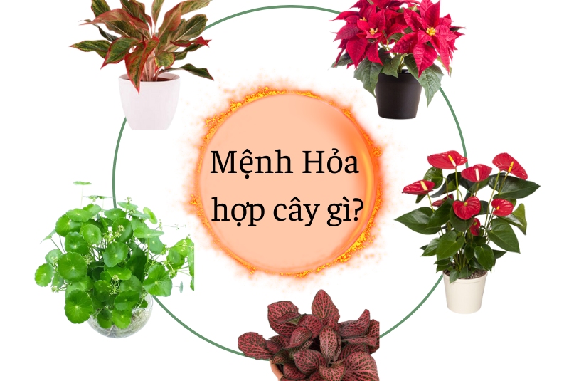 Top 9+ cây cảnh hợp mệnh Hỏa thu hút nhiều vượng khí