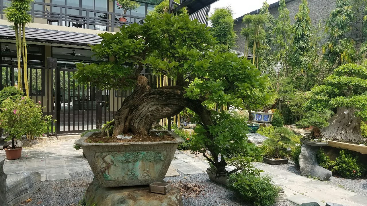 cây chòi mòi bonsai