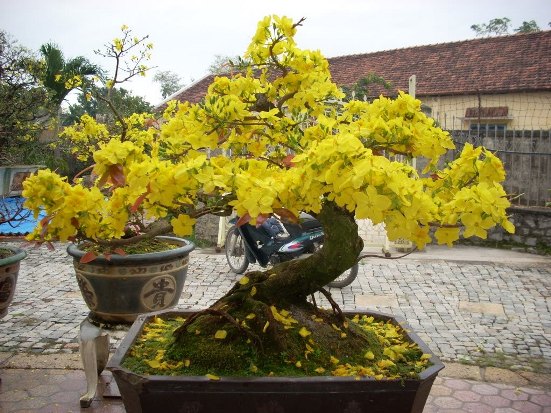 Top 10+ cây mai bonsai thu hút, ấn tượng nhất