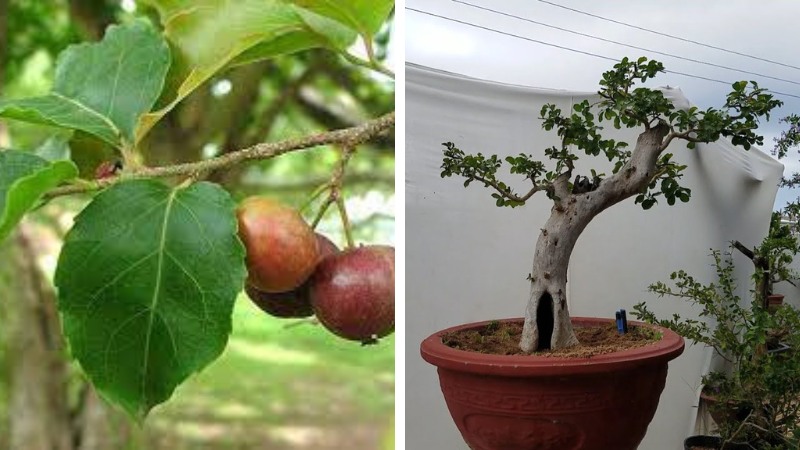 Cây hồng quân bonsai là gì? Tìm hiểu tác dụng và ý nghĩa phong thủy