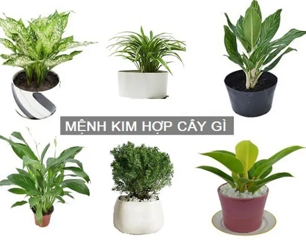 cây cảnh hợp mệnh kim