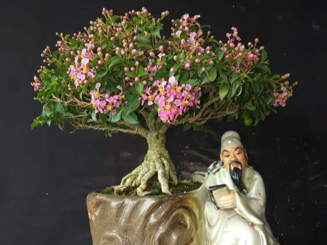 Hồng ngọc mai bonsai là gì? Cách trồng và chăm sóc hồng ngọc mai bonsai