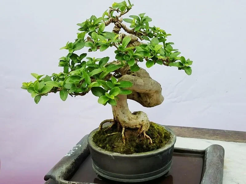 Cây sam hương bonsai là gì? Ý nghĩa phong thủy của sam hương bonsai