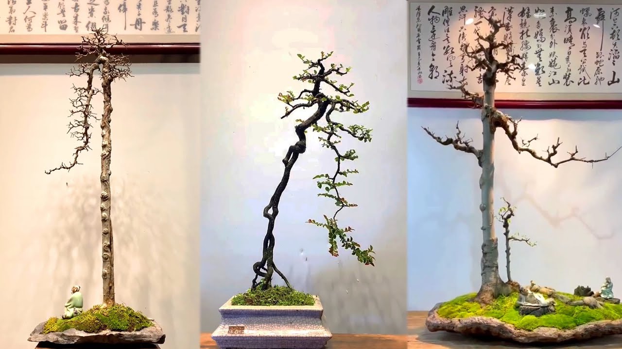 Bonsai văn nhân quái là gì? Ý nghĩa phong thủy của nó