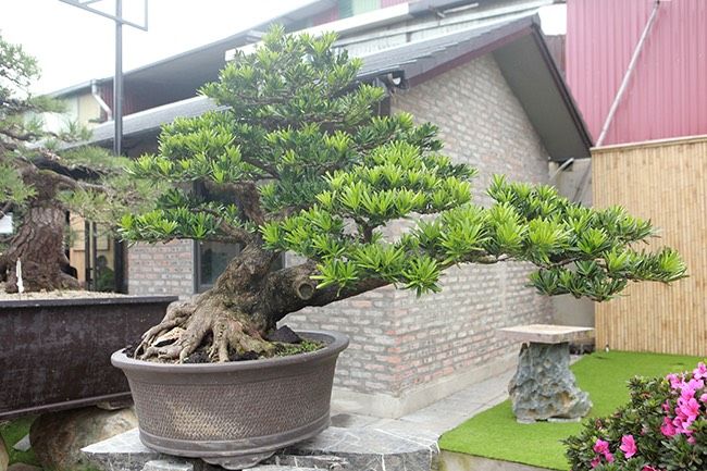 tùng la hán bonsai