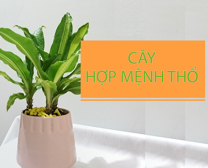 Top 10 cây cảnh hợp mệnh Thổ mang đến tài lộc, may mắn