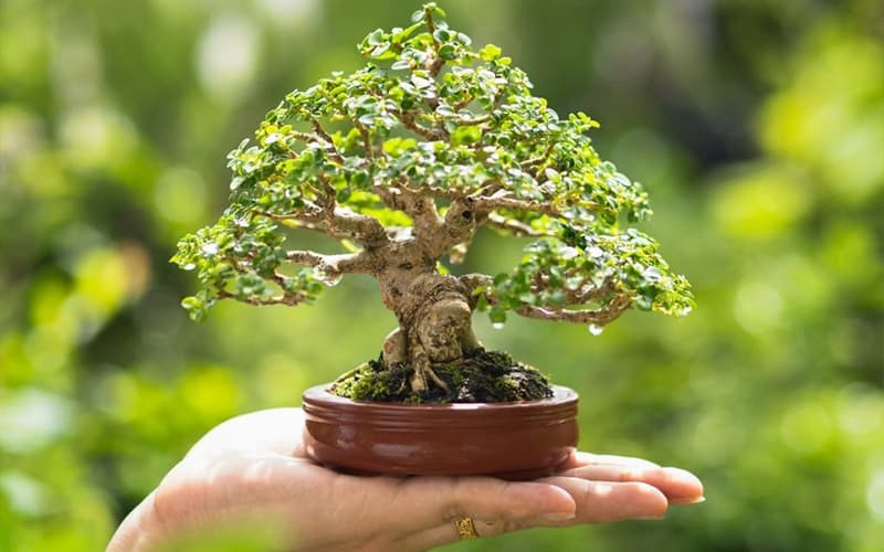 Top 10+ cây bonsai mini đẹp nhất hiện nay