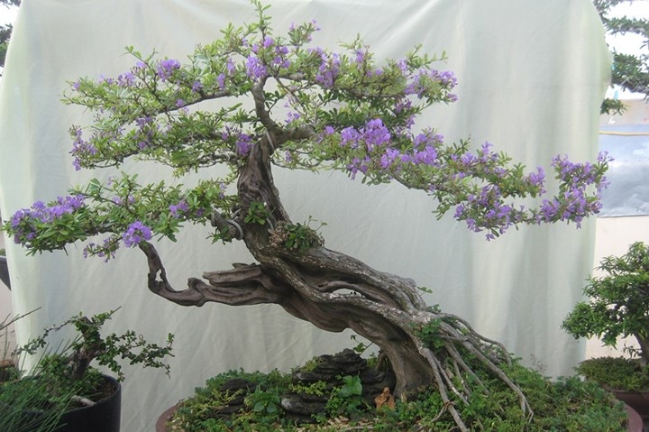 linh sam bonsai