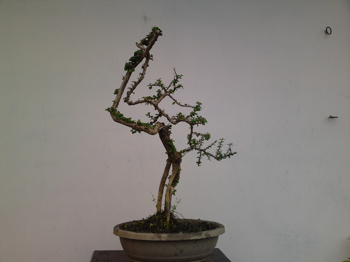 bonsai văn nhân quái