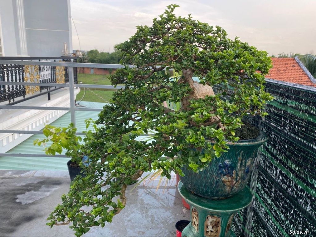 sam hương bonsai