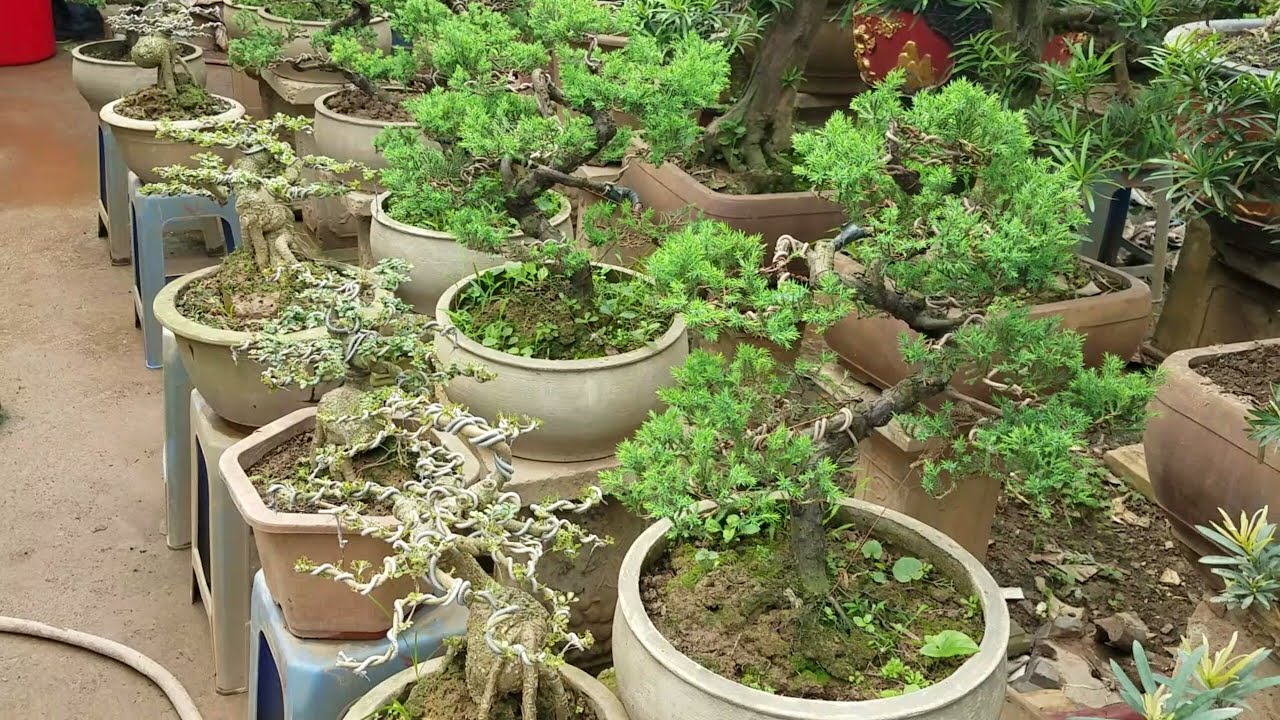 cây cần thăng bonsai