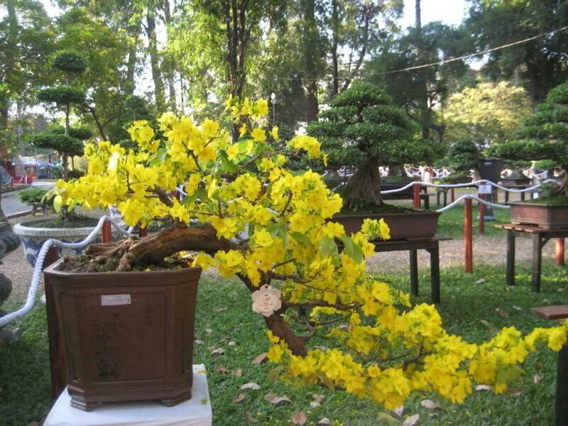 mai bonsai