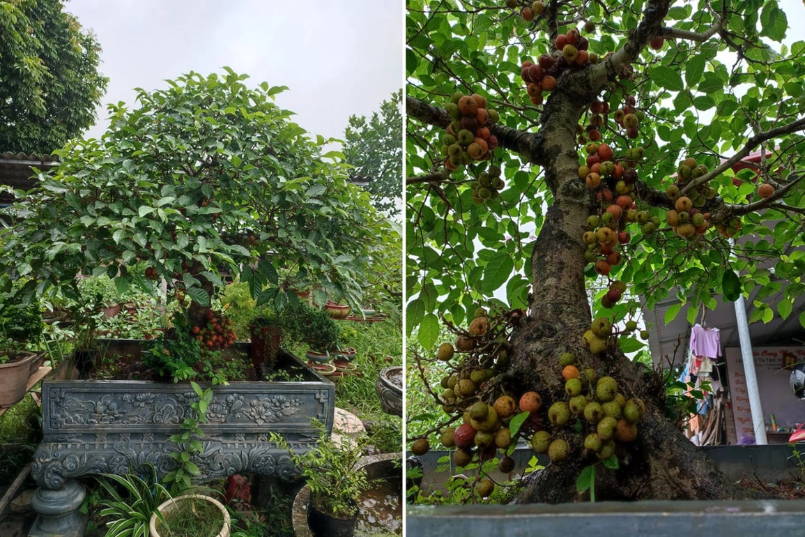 cây sung bonsai