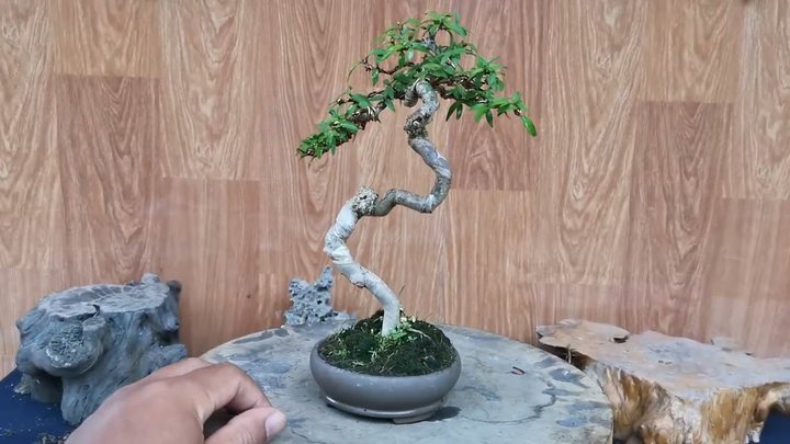 bonsai văn nhân quái