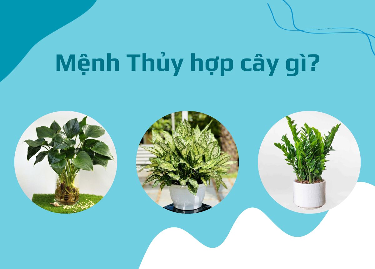 cây cảnh hợp mệnh thủy