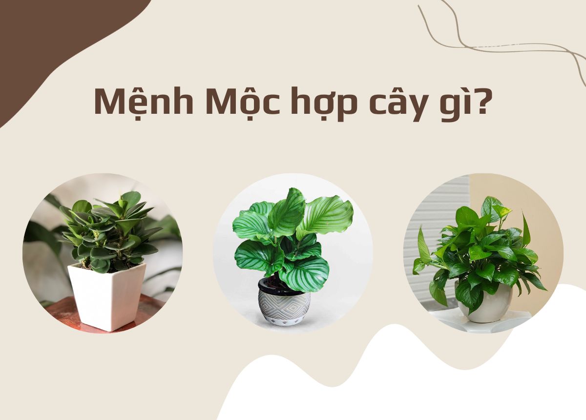 cây cảnh hợp mệnh mộc