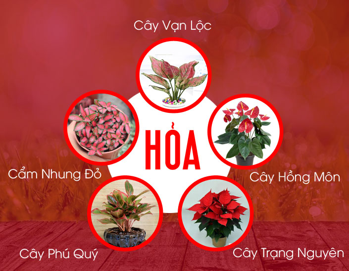 cây cảnh hợp mệnh hỏa