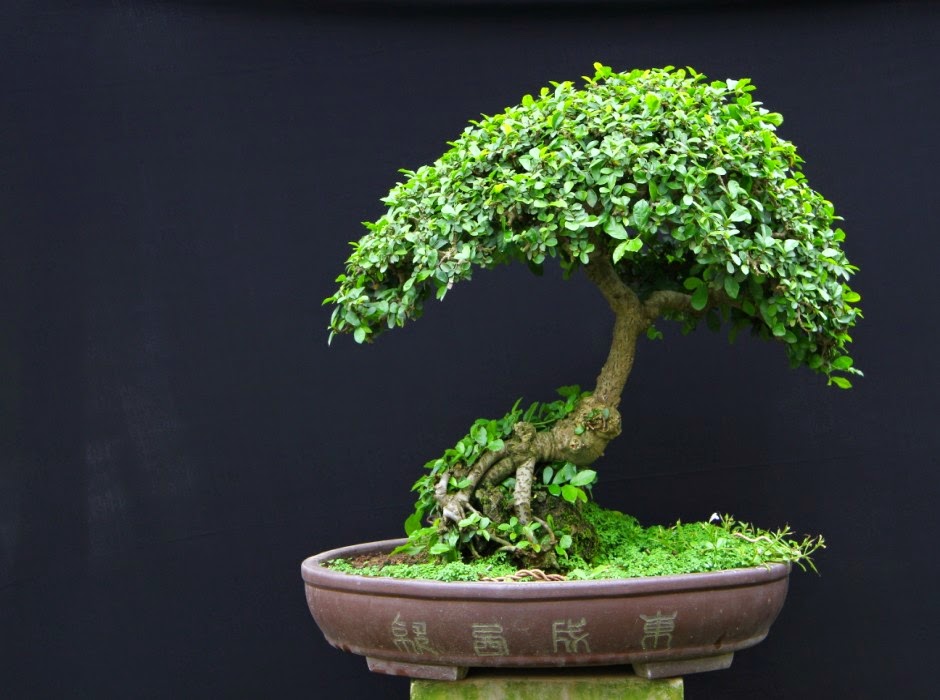 cây duối bonsai đẹp