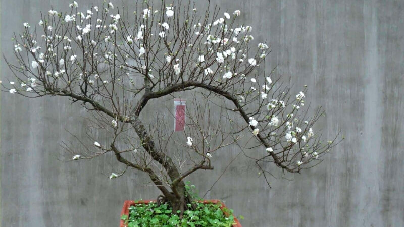 nhất chi mai bonsai