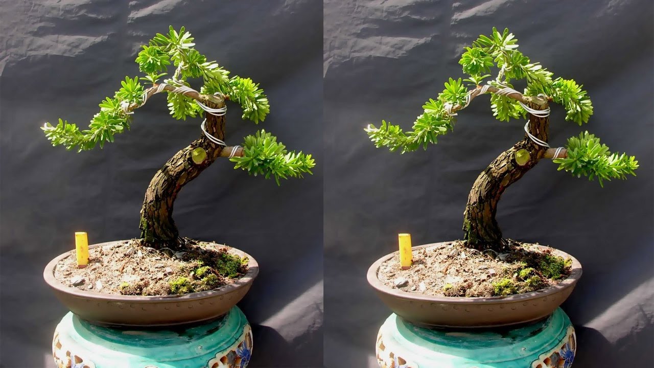 tùng la hán bonsai