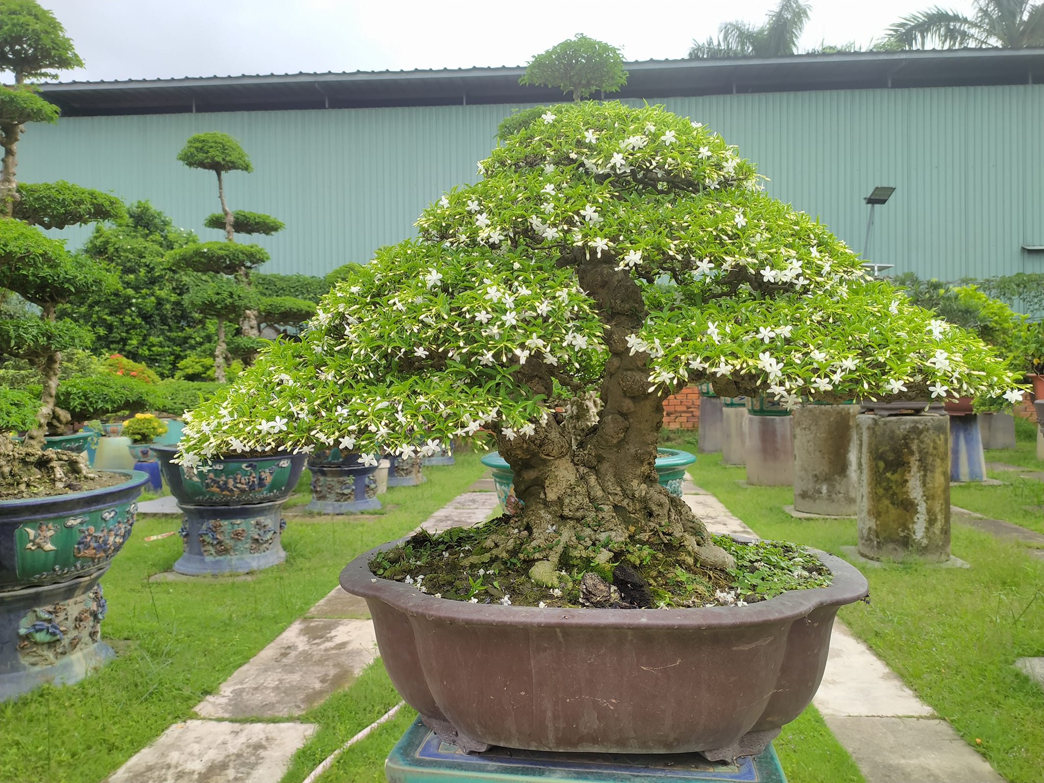 mai chiếu thủy bonsai