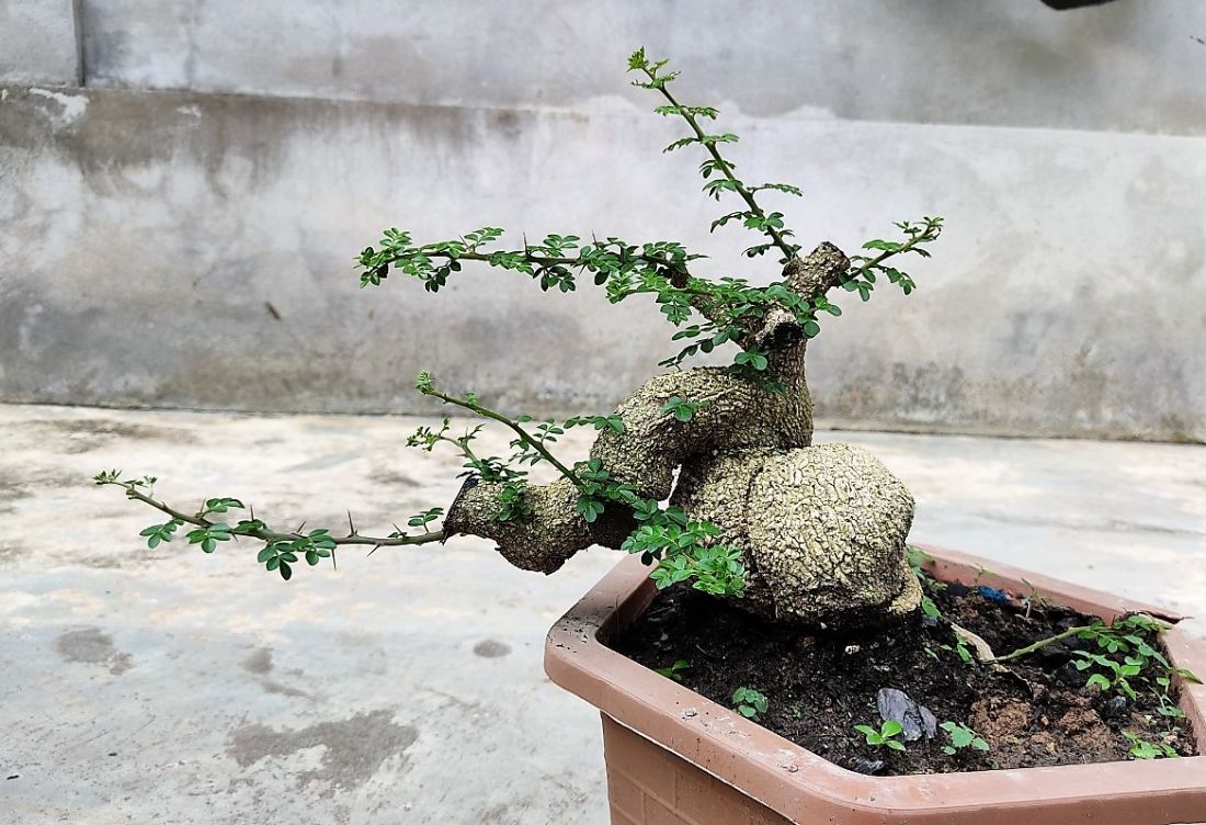 cây cần thăng bonsai