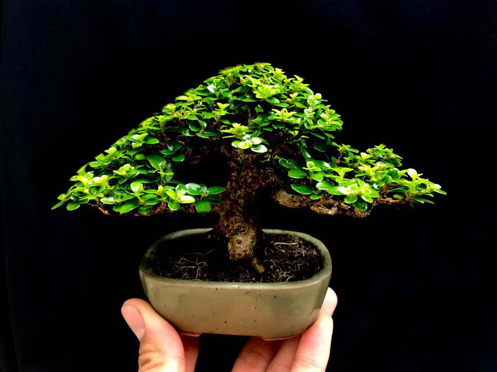 sam hương bonsai