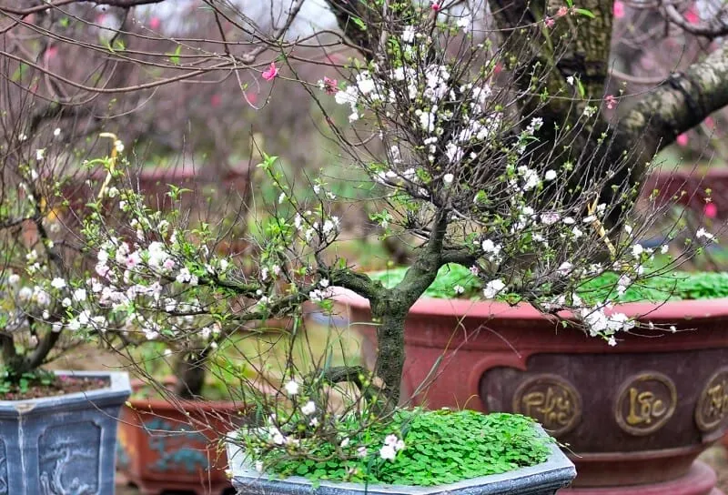 nhất chi mai bonsai