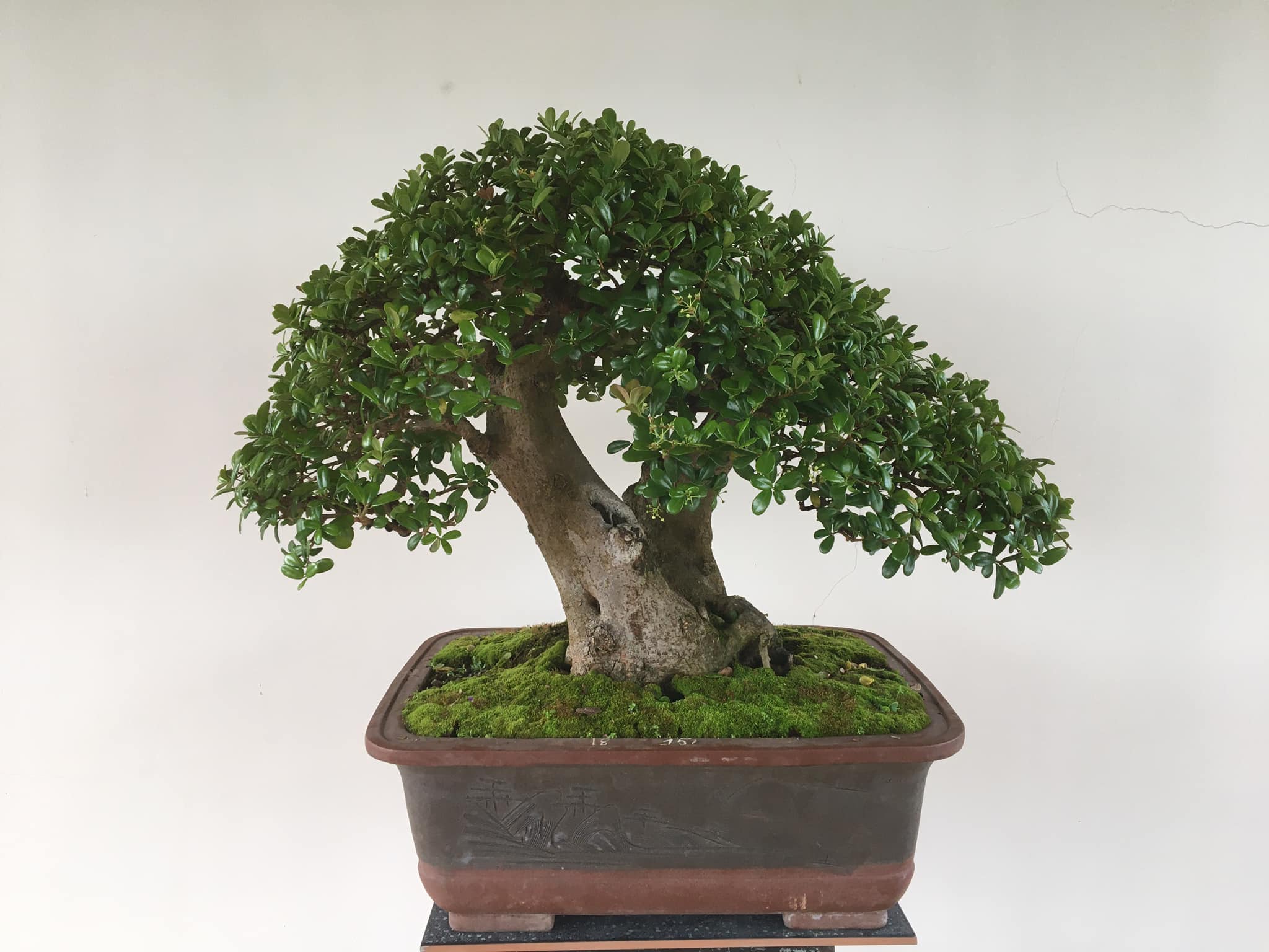 Tìm hiểu về đặc điểm, ý nghĩa, cách trồng và chăm sóc cây hải châu bonsai