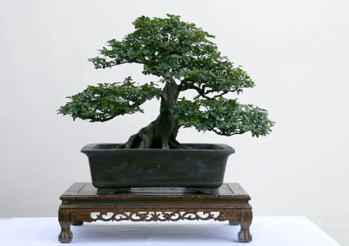 cây kim quýt bonsai