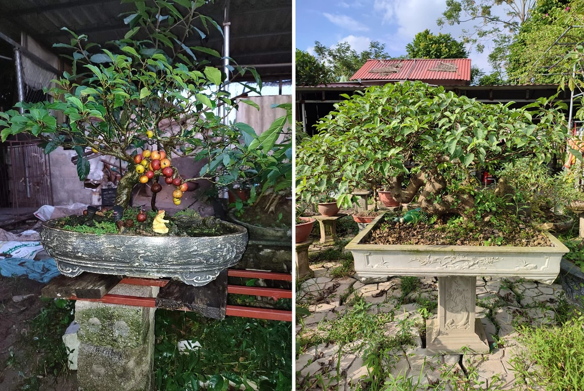 cây sung bonsai