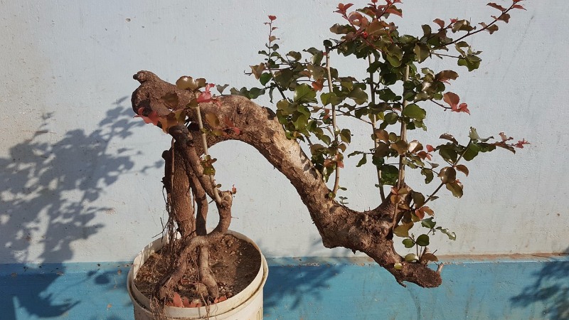 cây hồng quân bonsai