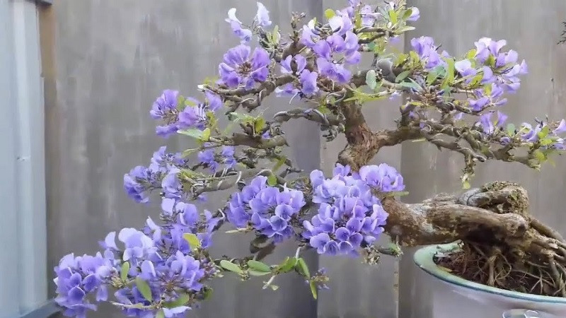 linh sam bonsai