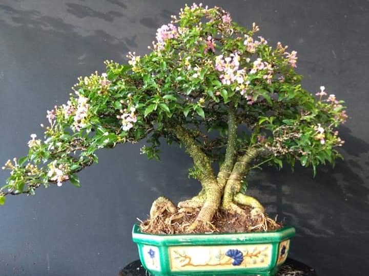 hồng ngọc mai bonsai