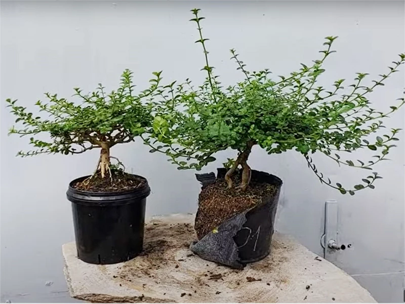 sam hương bonsai