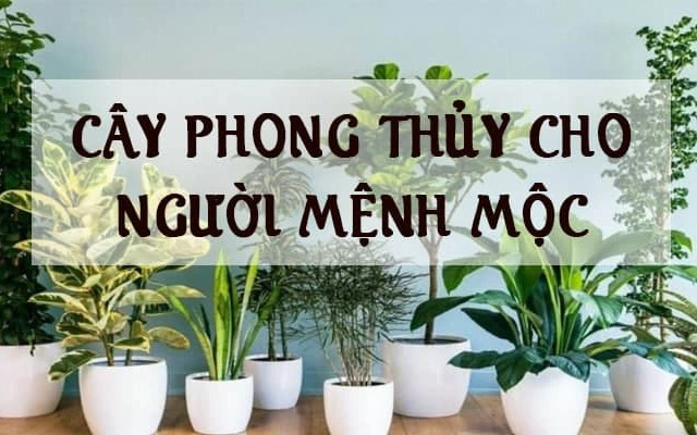 cây cảnh hợp mệnh mộc