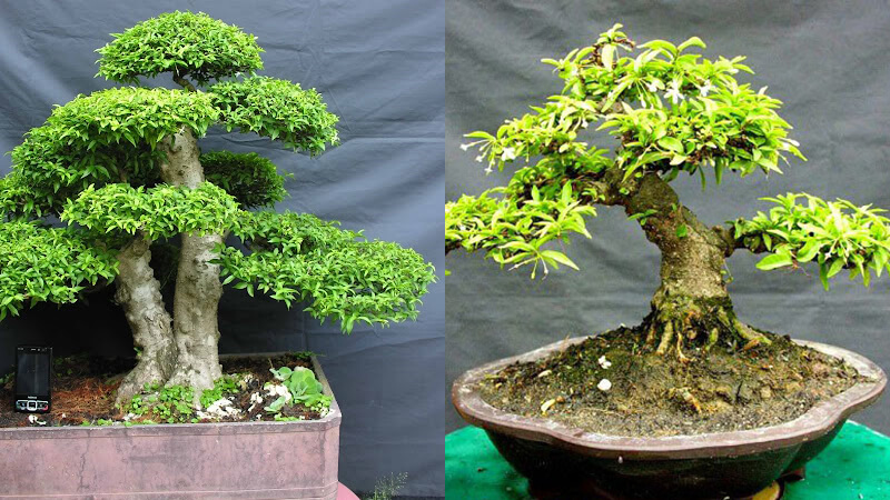 mai chiếu thủy bonsai