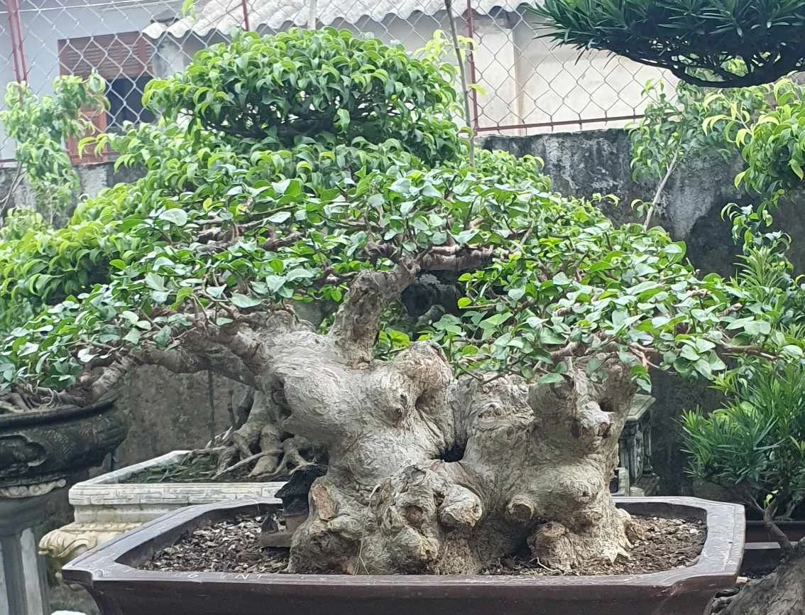 cây duối bonsai đẹp