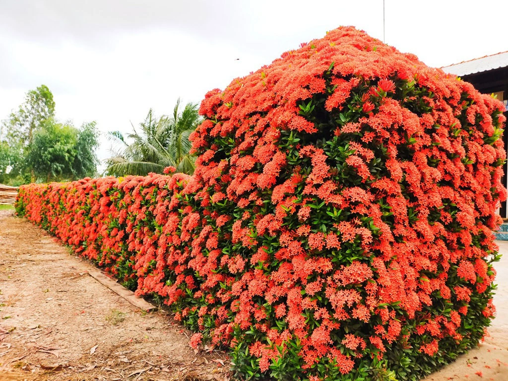 cây cảnh trồng hàng rào