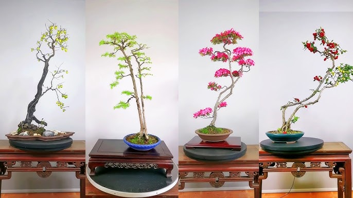 bonsai văn nhân quái