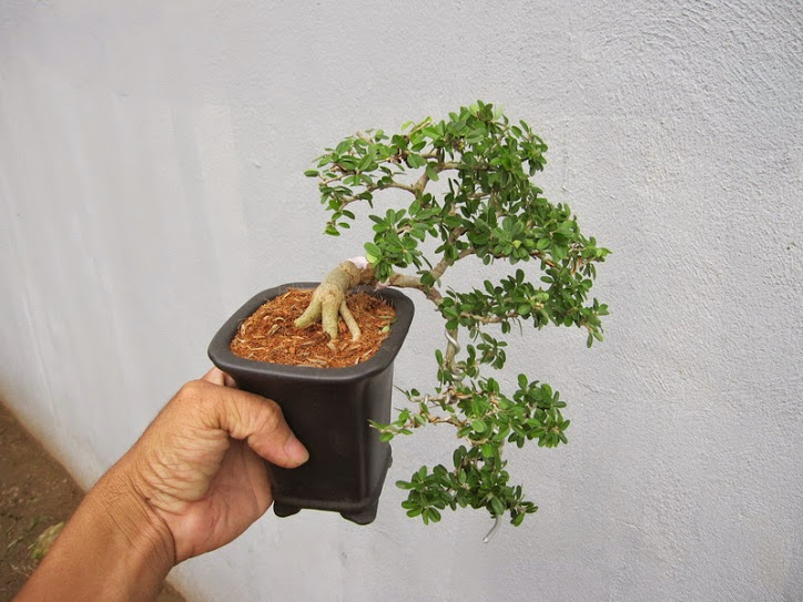 cây cần thăng bonsai