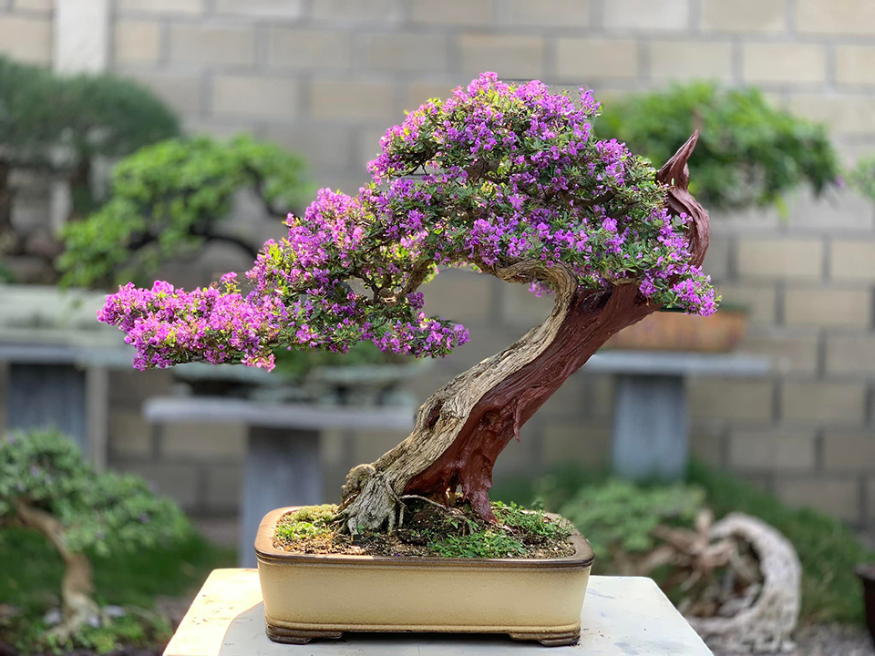 cây bonsai mini