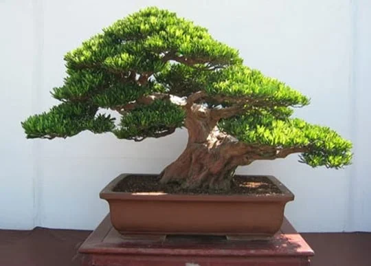 Khám phá các đặc trưng nổi bật của Tùng la hán bonsai