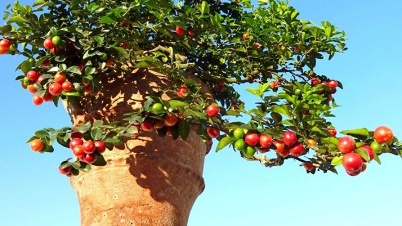 cây kim quýt bonsai