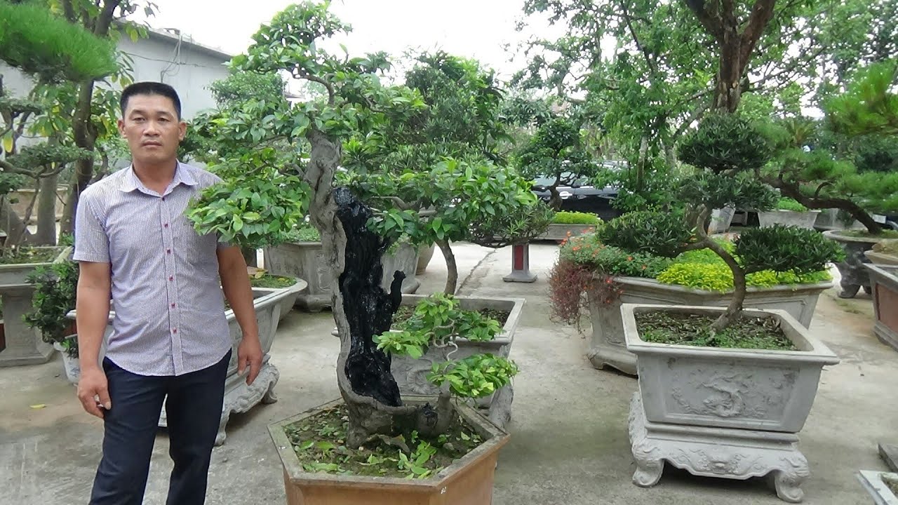 cây chòi mòi bonsai