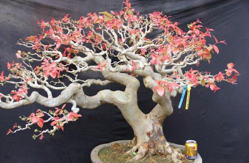 cây hồng quân bonsai