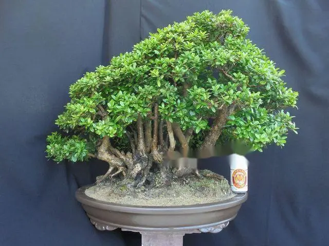 hải châu bonsai