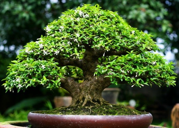 mai chiếu thủy bonsai